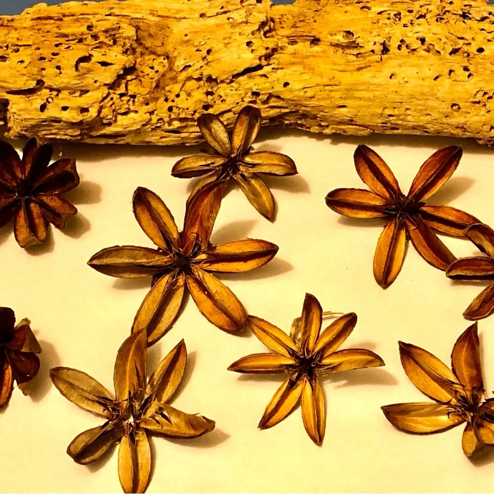 Decorative Dried Starflower Accents - Natural Brown
